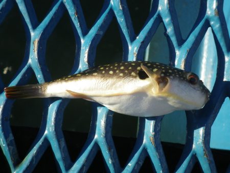 オリジナルメーカー海づり公園(市原市海づり施設) 釣果