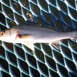 オリジナルメーカー海づり公園(市原市海づり施設) 釣果