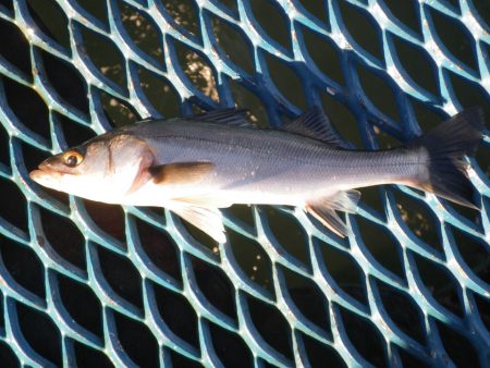 オリジナルメーカー海づり公園(市原市海づり…