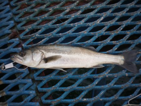 オリジナルメーカー海づり公園(市原市海づり…