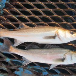オリジナルメーカー海づり公園(市原市海づり施設) 釣果