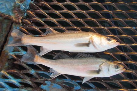 オリジナルメーカー海づり公園(市原市海づり…