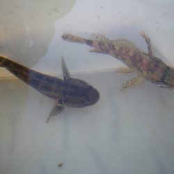 オリジナルメーカー海づり公園(市原市海づり施設) 釣果