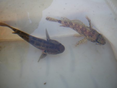 オリジナルメーカー海づり公園(市原市海づり施設) 釣果