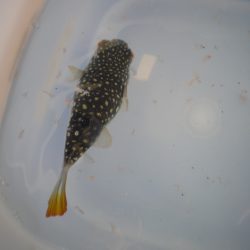 オリジナルメーカー海づり公園(市原市海づり施設) 釣果