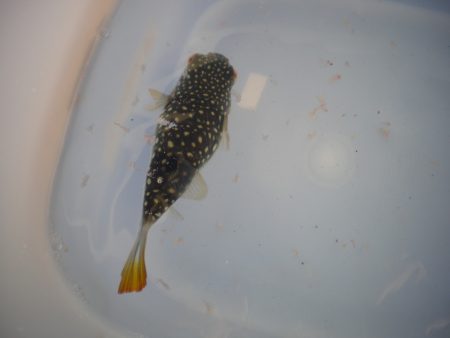 オリジナルメーカー海づり公園(市原市海づり施設) 釣果