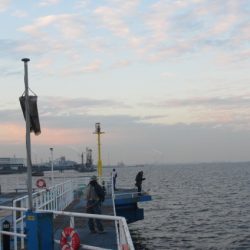 オリジナルメーカー海づり公園(市原市海づり施設) 釣果