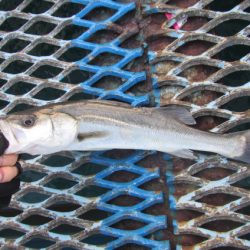 オリジナルメーカー海づり公園(市原市海づり施設) 釣果