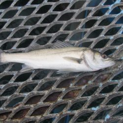 オリジナルメーカー海づり公園(市原市海づり施設) 釣果