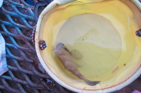 オリジナルメーカー海づり公園(市原市海づり施設) 釣果