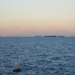 オリジナルメーカー海づり公園(市原市海づり施設) 釣果