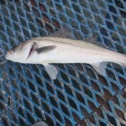 オリジナルメーカー海づり公園(市原市海づり施設) 釣果