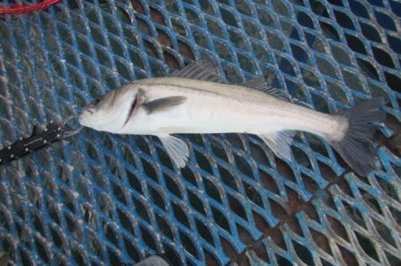 オリジナルメーカー海づり公園(市原市海づり…