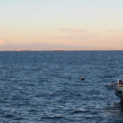 オリジナルメーカー海づり公園(市原市海づり施設) 釣果
