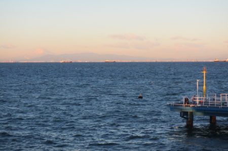 オリジナルメーカー海づり公園(市原市海づり施設) 釣果
