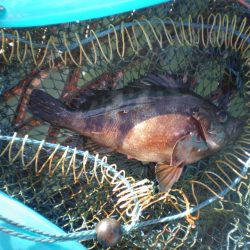 オリジナルメーカー海づり公園(市原市海づり施設) 釣果