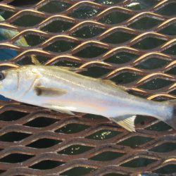 オリジナルメーカー海づり公園(市原市海づり施設) 釣果