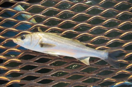 オリジナルメーカー海づり公園(市原市海づり…