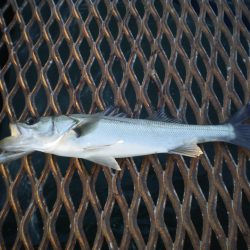 オリジナルメーカー海づり公園(市原市海づり施設) 釣果