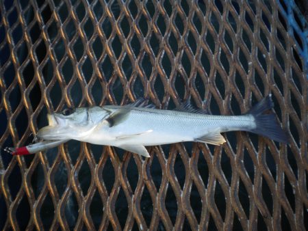 オリジナルメーカー海づり公園(市原市海づり施設) 釣果