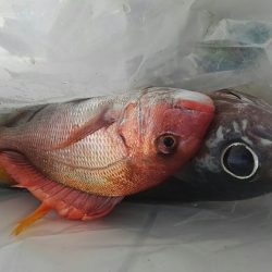 遊漁船 新鋭丸 釣果