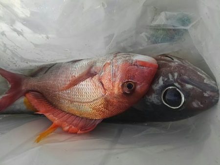 遊漁船 新鋭丸 釣果