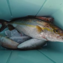 遊漁船 新鋭丸 釣果