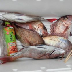 大進丸(新潟) 釣果