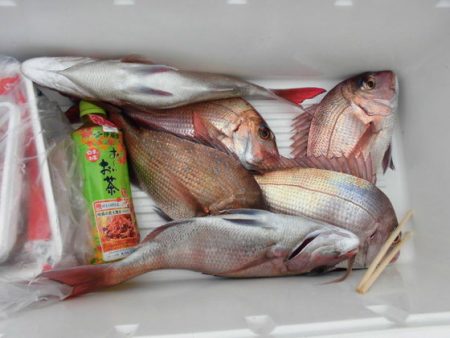 大進丸(新潟) 釣果