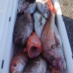 遊漁船 新鋭丸 釣果