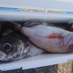 遊漁船 新鋭丸 釣果