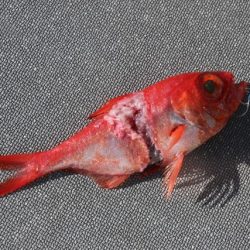 へいみつ丸 釣果