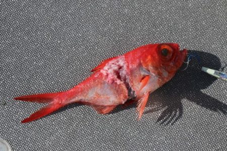 へいみつ丸 釣果