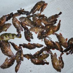 TOPGUN名古屋 釣果