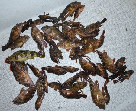 TOPGUN名古屋 釣果