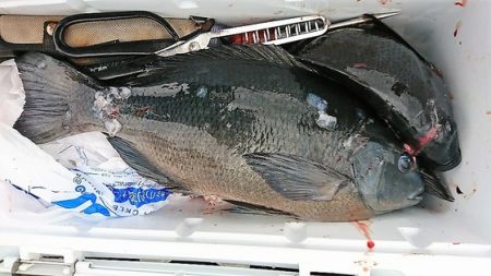 しば渡船 釣果