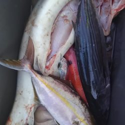 遊漁船 新鋭丸 釣果