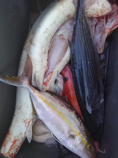 遊漁船 新鋭丸 釣果