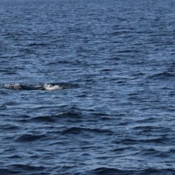 へいみつ丸 釣果
