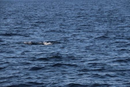 へいみつ丸 釣果