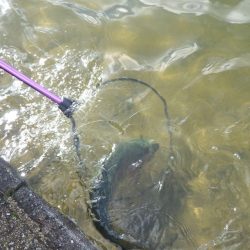 フィッシングレイクたかみや 釣果