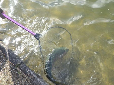 フィッシングレイクたかみや 釣果