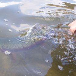 フィッシングレイクたかみや 釣果