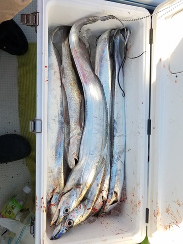 遊漁船　ニライカナイ 釣果