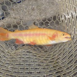 フィッシングレイクたかみや 釣果