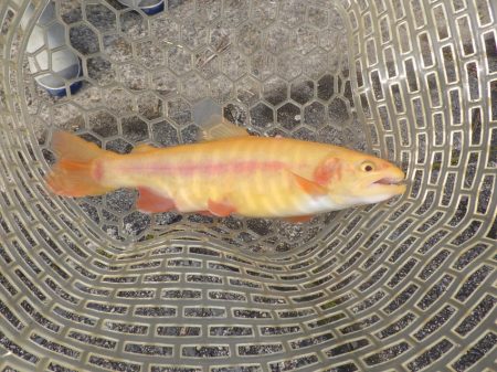 フィッシングレイクたかみや 釣果