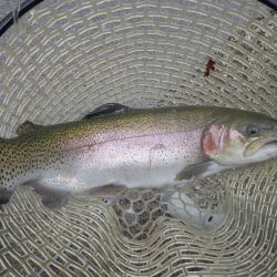 フィッシングレイクたかみや 釣果