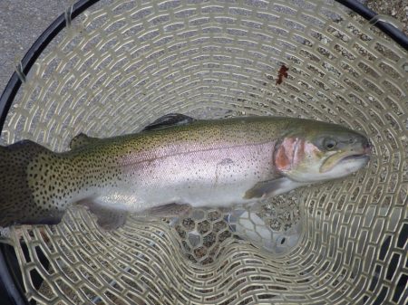 フィッシングレイクたかみや 釣果