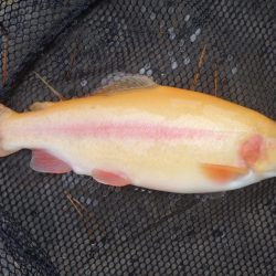 フィッシングレイクたかみや 釣果