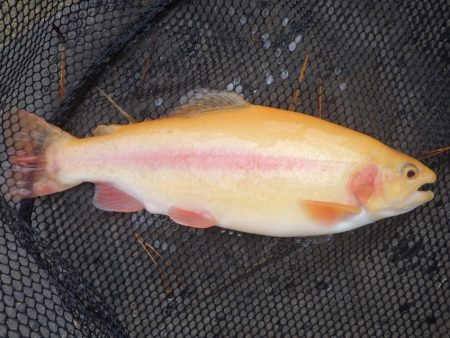 フィッシングレイクたかみや 釣果